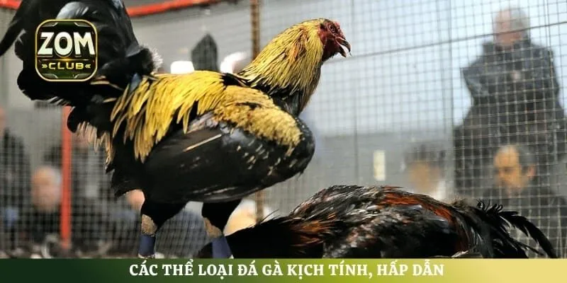 Các thể loại đá gà kịch tính, hấp dẫn