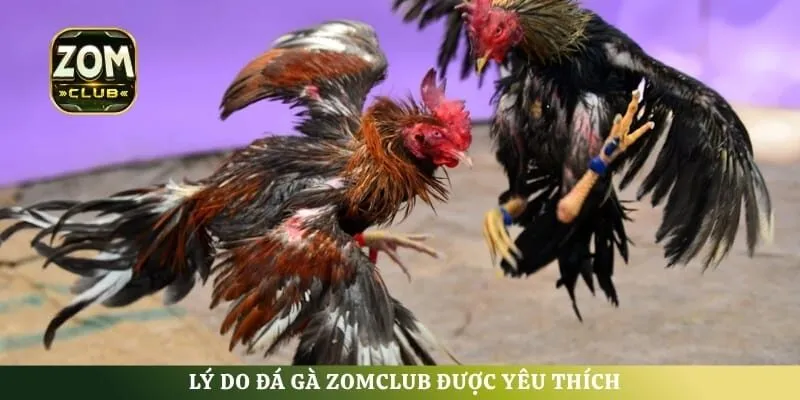 Lý do đá gà ZomClub được yêu thích