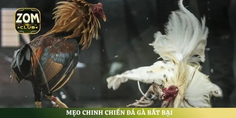 Mẹo chinh chiến đá gà bất bại