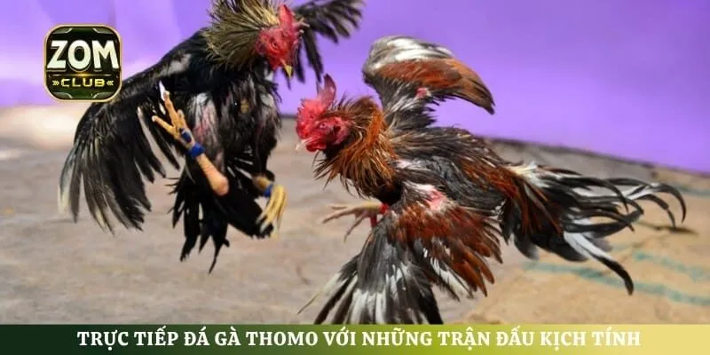 Trực tiếp đá gà Thomo với những trận đấu kịch tính
